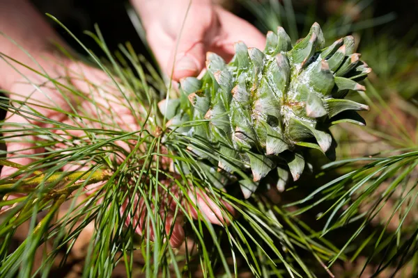 Mãos femininas segurando um cone de pinheiro — Fotografia de Stock