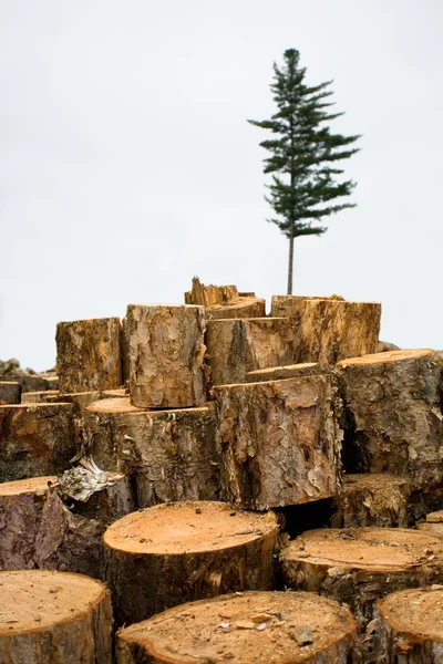 Stock image Deforestation