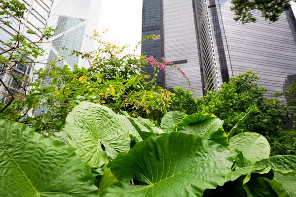 Rostliny na pozadí mrakodrapů — Stock fotografie
