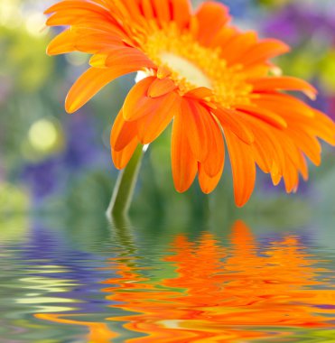 Sarı papatya gerbera ait closeup fotoğraf