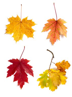 Autumn leaves isolated on white background clipart