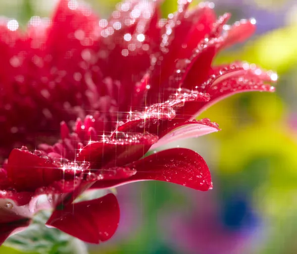 Closeup of red daisy-gerbera with waterdrops. Soft focus and sta — Stock Photo, Image
