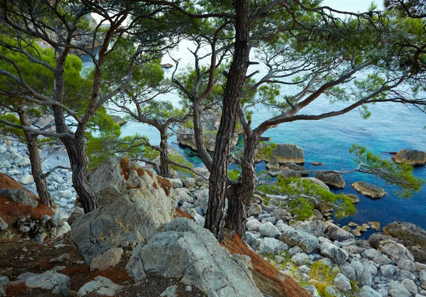 Δέντρα, πέτρες και θάλασσα — Φωτογραφία Αρχείου