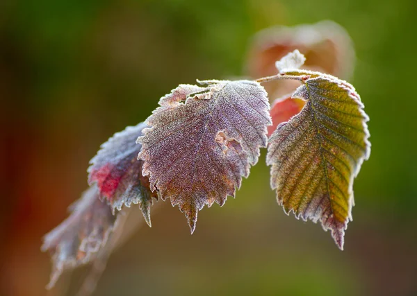 Folhas de outono congeladas — Fotografia de Stock