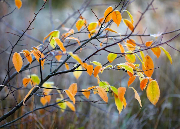 冻结秋天的树叶 — 图库照片
