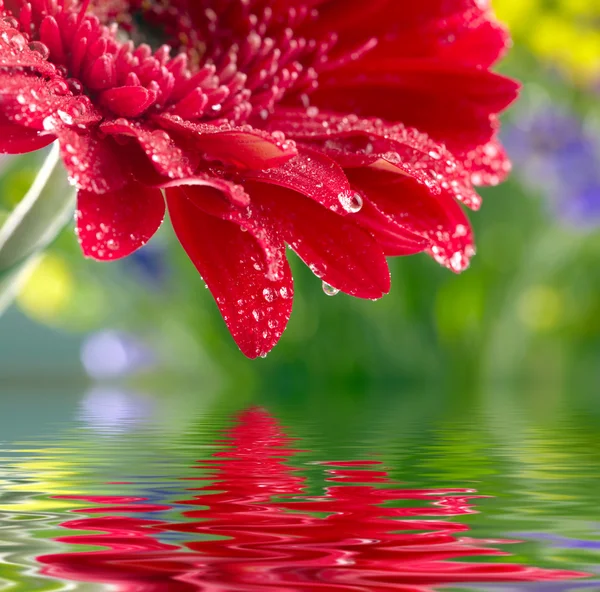 Крупный план красной маргаритки-герберы, отраженный в воде — стоковое фото
