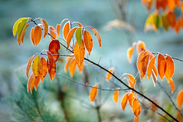 Sonbahar yaprakları dondurulmuş — Stok fotoğraf