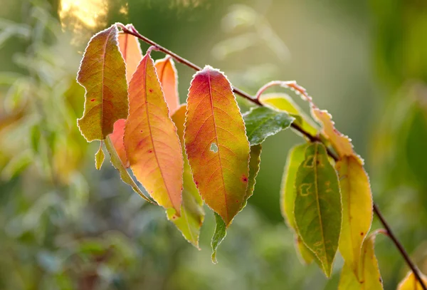 Folhas de outono congeladas — Fotografia de Stock
