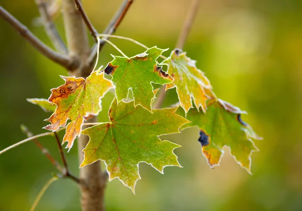 Ледяные осенние листья — стоковое фото