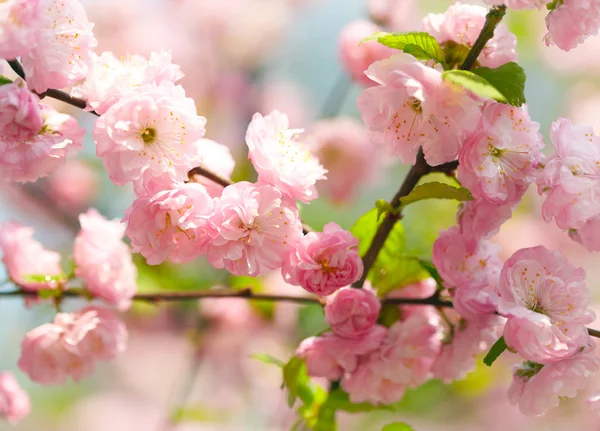 Frühlingsblüher — Stockfoto