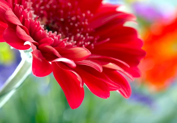 Röd daisy-gerbera — Stockfoto