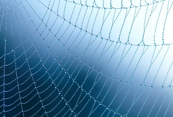 水滴蜘蛛网 — 图库照片