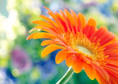 Sarı papatya gerbera ait closeup fotoğraf