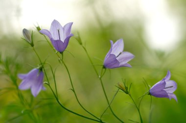 Çan çiçeği bell-fowers