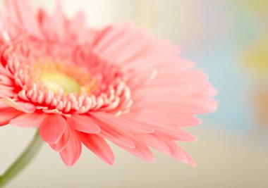 pembe daisy-gerbera ait closeup fotoğraf