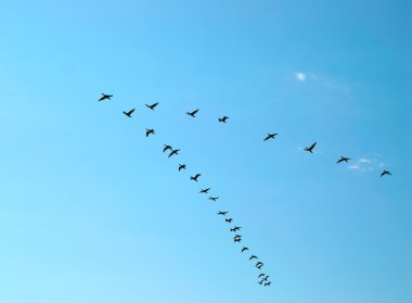 Silhouette of flying birds clipart