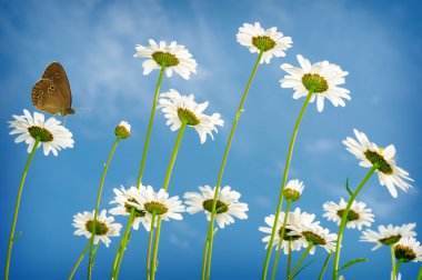 White daisies on blue sky background clipart