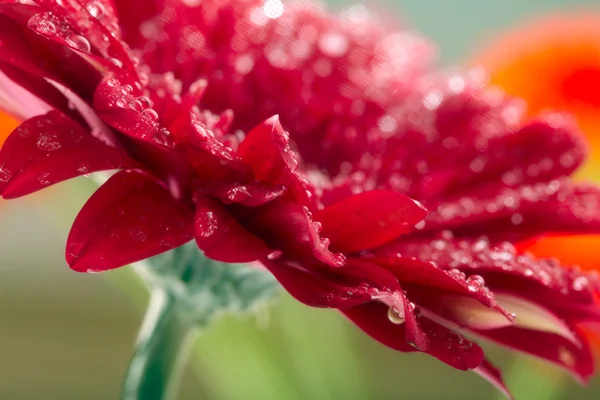 Closeup of red daisy-gerbera with waterdrops. Soft focus — Stock Photo, Image