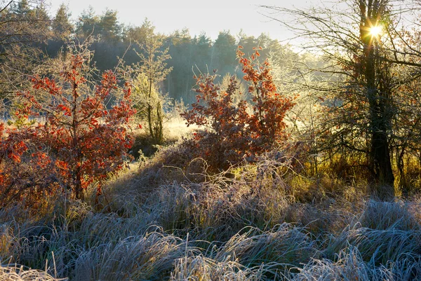 Árvores de outono e grama gelada — Fotografia de Stock