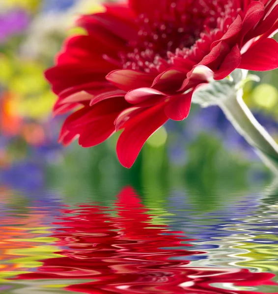 Közelkép a piros daisy-gerbera tükröződik a vízben — Stock Fotó