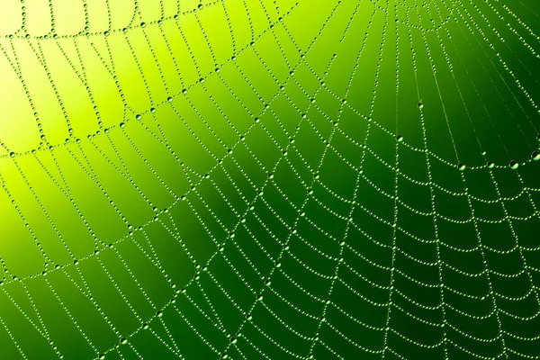 Spinnennetz mit Wassertropfen — Stockfoto