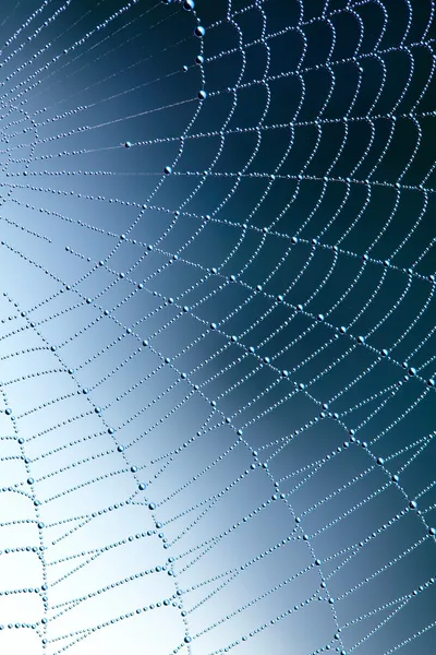 Spider web with water drops — Stock Photo, Image
