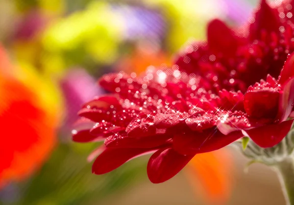 Closeup červená gerbera sedmikrásky se kapky vody. měkké zaměření a sta — Stock fotografie