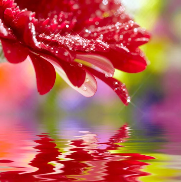 Primer plano de margarita roja-gerbera reflejada en el agua. Enfoque suave — Foto de Stock