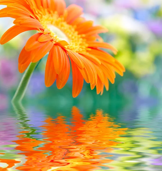 Foto de close-up de amarelo daisy-gerbera refletida na água — Fotografia de Stock