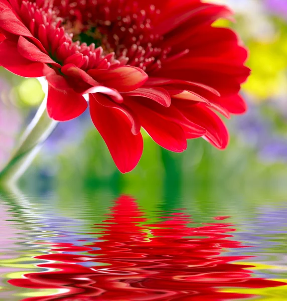 Close-up van rode daisy-gerbera weerspiegeld in het water — Stockfoto