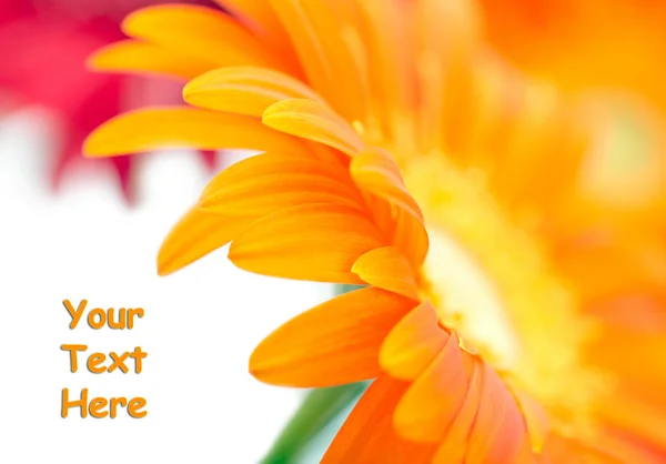 Foto de close-up de amarelo daisy-gerbera com espaço para texto — Fotografia de Stock