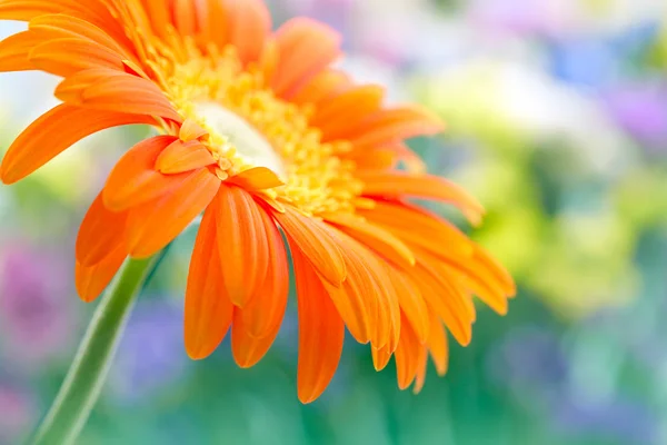 Närbild foto av gult daisy-gerbera — Stockfoto