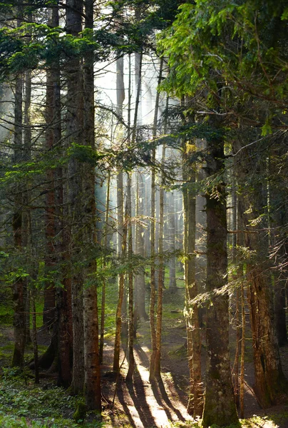 Mattina foresta — Foto Stock