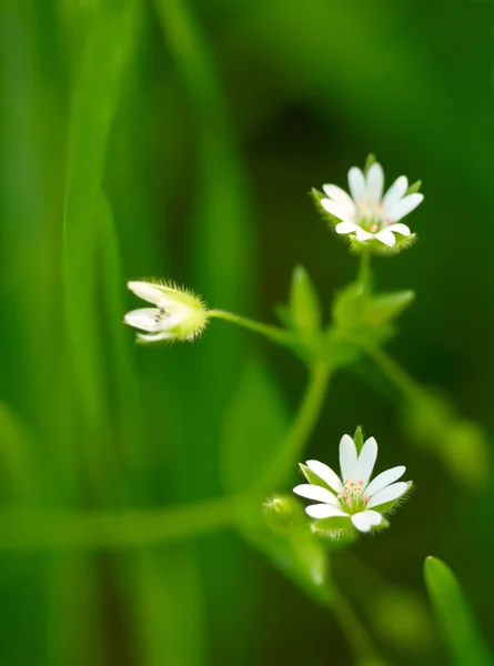 stock image Little white summer field flowers