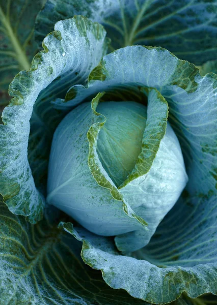 Cabbage head — Stock Photo, Image