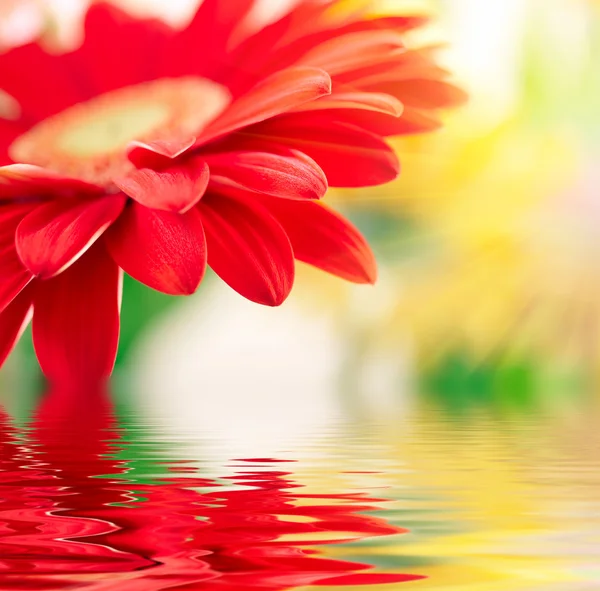 Margarita-gerbera roja con foco suave reflejado en el agua —  Fotos de Stock
