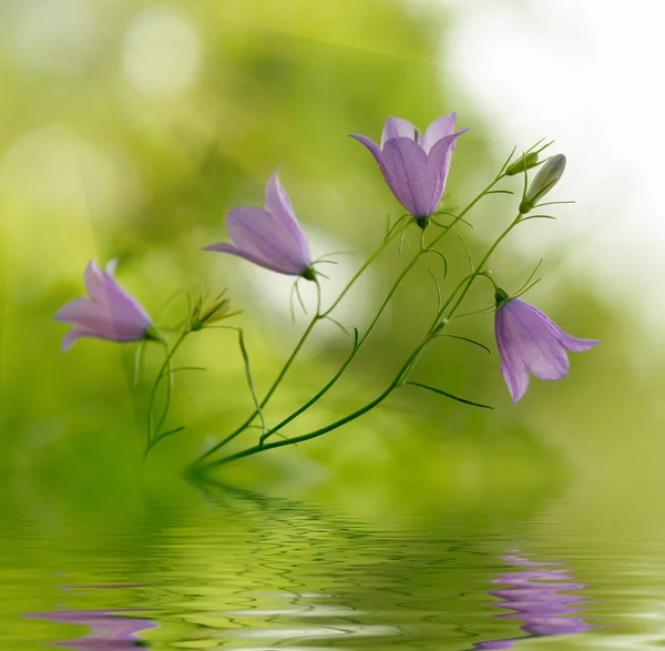 Campanula bell-fowers reflected in the water — Stock Photo, Image