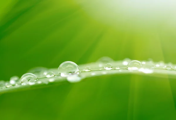 Herbe verte avec fond de gouttes de pluie — Photo