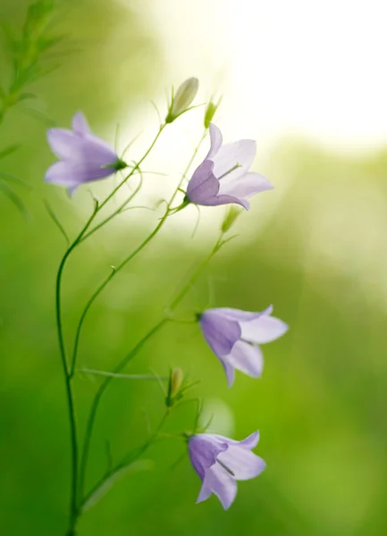 Campanula bell-fowers reflected in the water — Stock Photo, Image