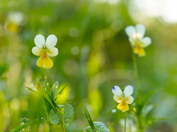 stock image Spring flowers background