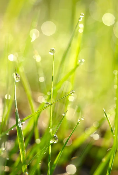 Hierba verde con gotas de agua — Foto de Stock