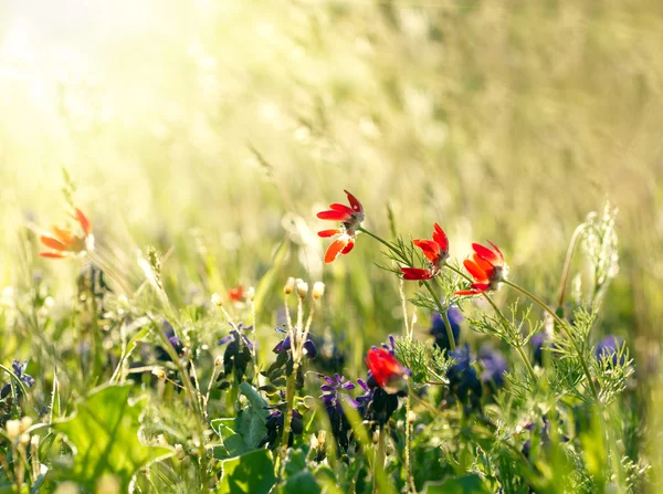 Flores de campo rojo con cultivos verdes. DOF poco profundo —  Fotos de Stock