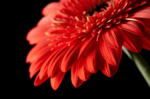 Fekete háttér piros daisy-gerbera — Stock Fotó