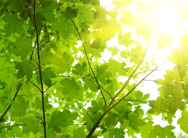 Zöld levelek napsugárral — Stock Fotó