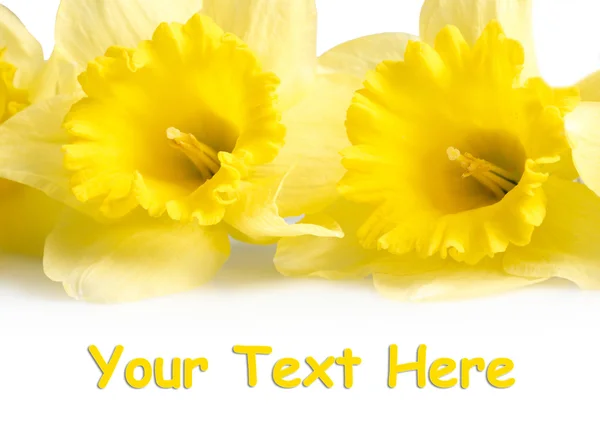 Gelbe Narzisse isoliert auf weißem Hintergrund — Stockfoto