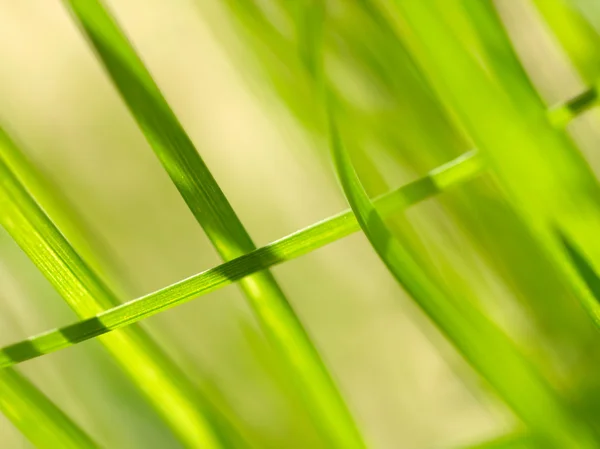 Fundo de grama verde. DOF superficial — Fotografia de Stock