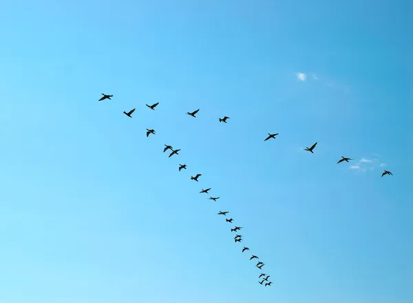 Sylwetka ptaków latających — Zdjęcie stockowe