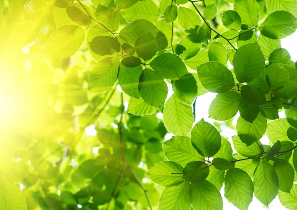 太陽光線で緑の葉 — ストック写真