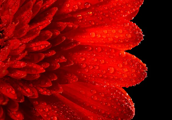 Marguerite-gerbera rouge sur fond noir — Photo