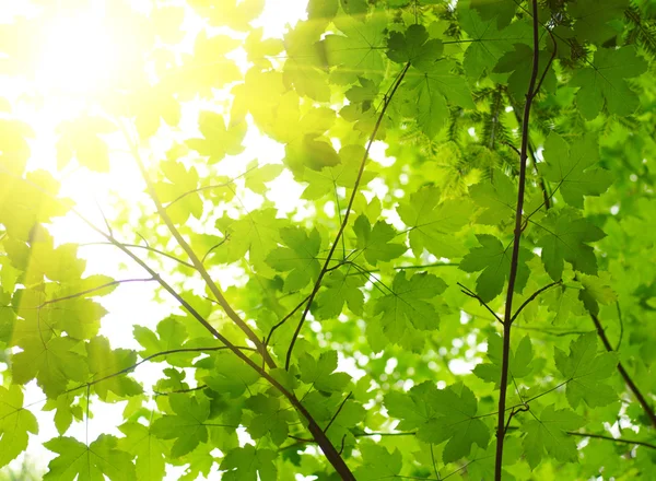 Güneş ışınlı yeşil yapraklar — Stok fotoğraf